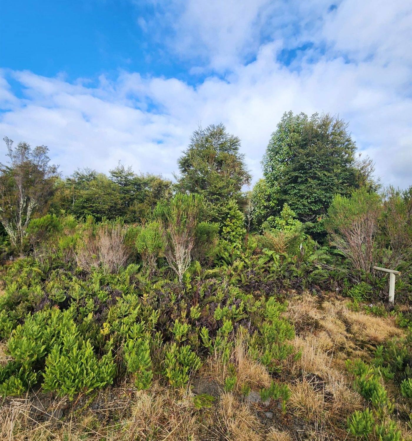 Bosque Molino Viejo