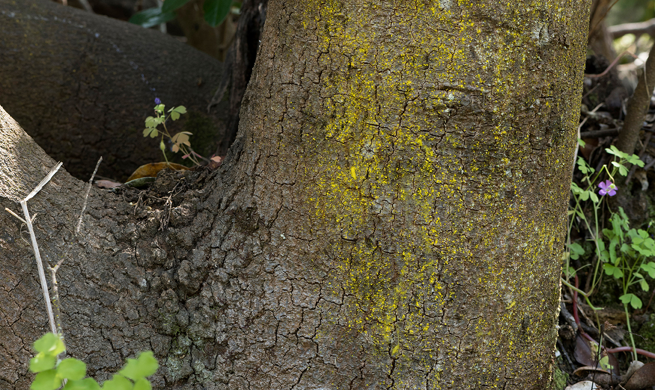 93 Maitencillo-Patagonland